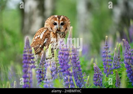 Waldkauz in wilder Natur im Frühling (CTK Photo/Ondrej Zaruba) Stockfoto