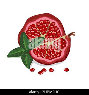Ganzer Granatapfel mit der Hälfte, Blätter isoliert auf weißem Hintergrund. Vektordarstellung... Stock Vektor
