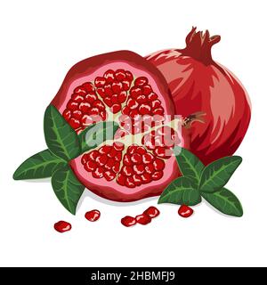 Ganzer Granatapfel mit der Hälfte, Blätter isoliert auf weißem Hintergrund. Vektordarstellung... Stock Vektor