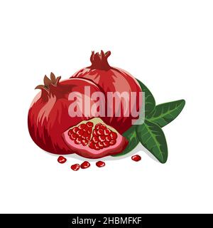 Ganzer Granatapfel mit der Hälfte, Blätter isoliert auf weißem Hintergrund. Vektordarstellung... Stock Vektor