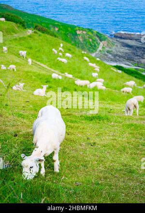 Viele weiße, niedliche Schafe fressen Gras am Meer in Engalnd Stockfoto