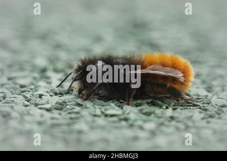 Nahaufnahme eines gehörnten Maurerbienen-Weibchen, Osmia cornuta auf dem Dach Stockfoto