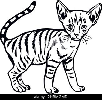Katze, Peeking Kitten - fröhliche Kätzchen isoliert auf weiß - Vektor Stock Illustration Stock Vektor
