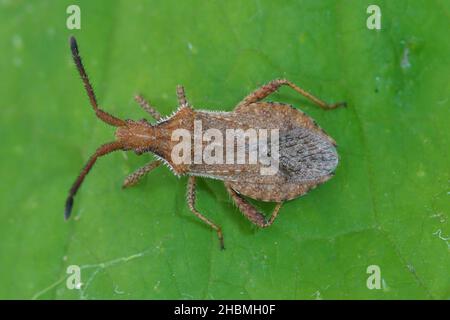 Detaillierte Nahaufnahme eines Kürbiswanzes, Coriomeris denticulatus auf einem grünen Blatt Stockfoto