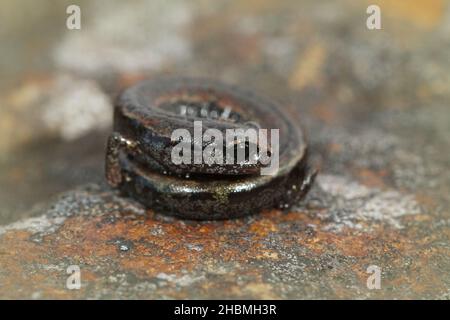 Antipredator Curl up Verhalten in schlanken Salamander , Batrachoseps attentuiert Stockfoto