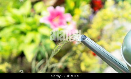 Aus dem Auslauf einer Metallkanne wird Wasser gegossen. Bewässerung des Gartens an einem heißen, sonnigen Sommertag. Wassersparkonzept für Gartenbewässerung und Hauswirtschaft Stockfoto