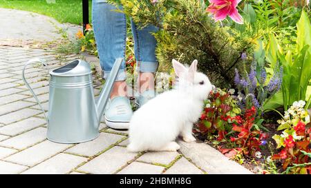 Ein weißes Kaninchen im Garten sitzt neben einer Gießkannen aus Metall. Der kleine Hase hilft seiner Herrin, sich an einem Sommertag um den blühenden Garten zu kümmern. Stockfoto