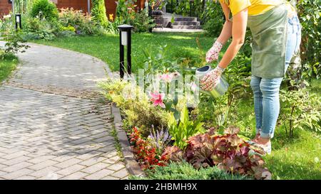 Ein Gärtner in einer Schürze bewässert einen blühenden Garten mit einer Gießkannenplatte aus Metall. Das Konzept, Wasser beim Bewässern eines Gartens zu sparen. Pflege für eine schöne Stockfoto