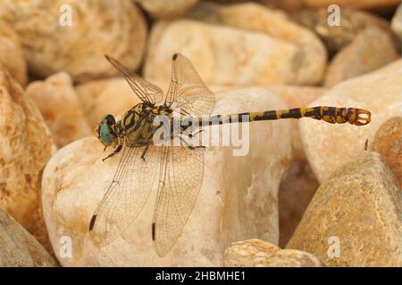 Die grünäugige Hakenlippenfliege, Onychogomphus forcipatus Stockfoto