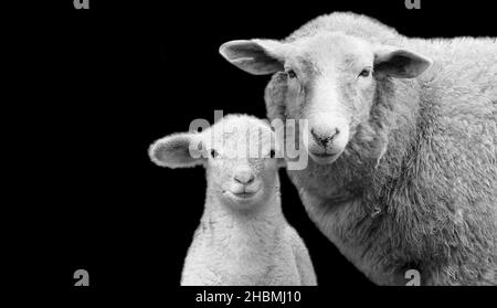 Mutter Und Baby Schafe Stehen Zusammen Auf Dem Schwarzen Hintergrund Stockfoto