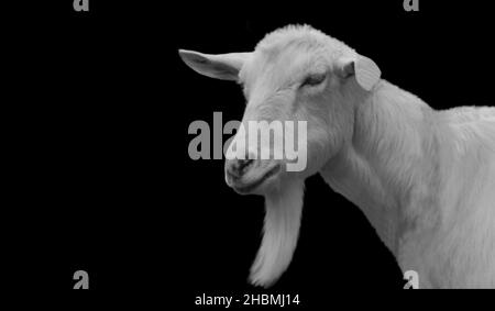 White Happy Goat Portrait Auf Dem Schwarzen Hintergrund Stockfoto