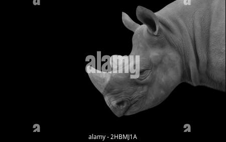 Rhino Portrait Gesicht Auf Schwarzem Hintergrund Stockfoto