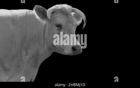 Portrait Kuh Mit Horn Auf Dem Schwarzen Hintergrund Stockfoto