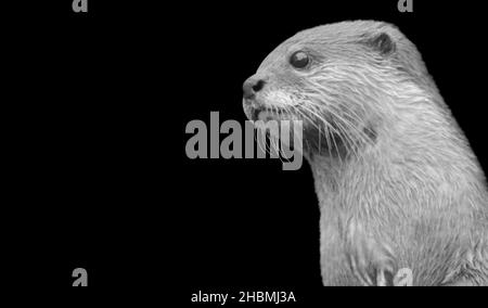 Niedliche Schwarz Und Weiß Otter Gesicht Auf Dem Schwarzen Hintergrund Stockfoto