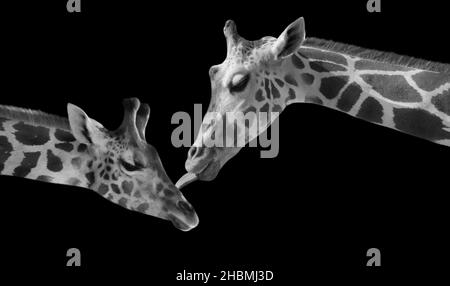 Mutter Und Baby Giraffe Auf Dem Schwarzen Hintergrund Stockfoto