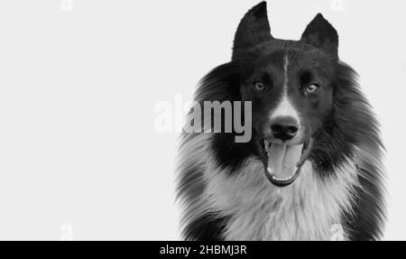 Schwarz-Weiß Collie Dog Nahaufnahme Gesicht Isoliert Auf Dem Weißen Hintergrund Stockfoto