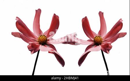 Schöne Rosa Cosmos Blume Auf Dem Weißen Hintergrund Stockfoto