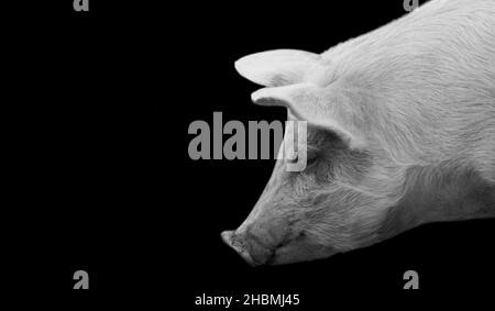 Schwarzweiß-Schwein-Nahaufnahme-Gesicht Auf Dem Schwarzen Hintergrund Stockfoto