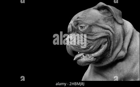 Schwarz Und Weiß Dogue De Bordeaux Hundegesicht Auf Dem Schwarzen Hintergrund Stockfoto