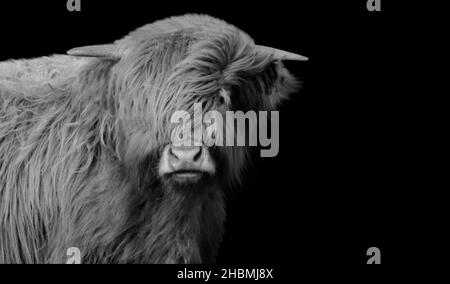 Niedliche Schöne Highland Rinder Kalbsgesicht Stockfoto