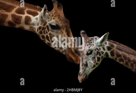 Baby Giraffe lieben ihre Mutter Stockfoto