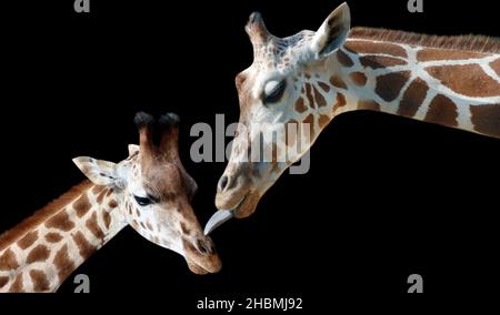 Schöne Mutter Giraffe Kuss Ihr Kalb Auf Dem Schwarzen Hintergrund Stockfoto