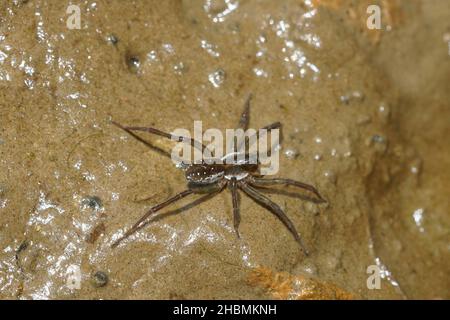 Eine Wolfsspinne, Pirata-Arten, an einem Flussufer Stockfoto