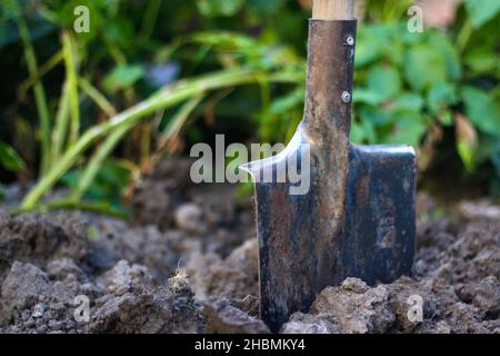Schmutzige Schaufel steckte im Boden auf dem Gartenbett fest. Erde mit Schaufel. Gartengeräte und -Geräte. Konzept einer Kartoffelpflückung. Nahaufnahme. Grüne Pflanze Stockfoto