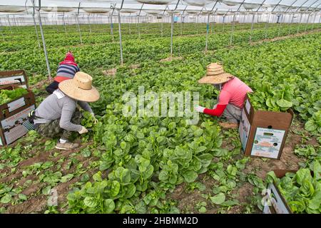 Hispanische Arbeiter ernten und verpacken Malabar-Spinat (Rau Mong Toi) „Basella Alba“ im Gewächshaus, asiatisches Gemüse. Stockfoto