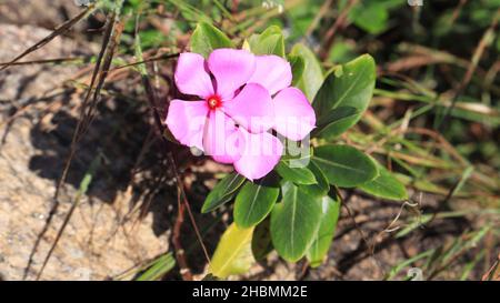 Madagaskar Periwinkle Rosa Blume in der Pflanze. In der Natur verwischen Hintergrund Stockfoto