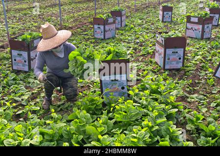 Hispanische Arbeiter ernten und verpacken Malabar Spinat (Rau Mong Toi) 'Basella Alba' wächst im Gewächshaus, asiatisches Gemüse. Stockfoto
