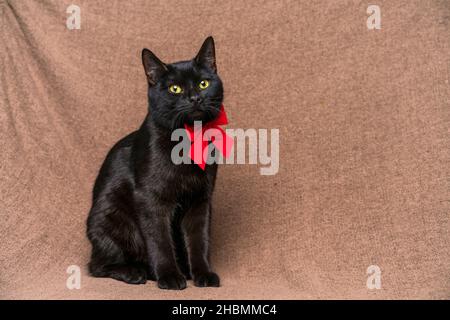Portrait schöne schwarze Katze mit roter, heller Schleife am Hals sieht mit großen gelben Augen aus. Sitzt auf einem braunem Hintergrund. Elegante Katze, gepflegtes schönes Haustier Stockfoto