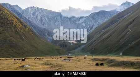 Braune und schwarze Kühe in offener Gegend mit atemberaubender Berglandschaft im Hintergrund. Truso Tal. Kazbegi Nationalpark Stockfoto