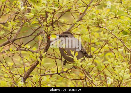 Nahaufnahme des grauen Catbird, Dumetella carolinensis, im Hudson State Park Stockfoto