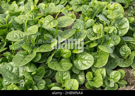 Rau Mong Toi, Malabar-Spinat 'Basella Alba' wächst im Gewächshaus, asiatisches Gemüse. Stockfoto