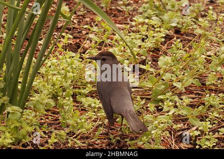 Nahaufnahme des grauen Catbird, Dumetella carolinensis, im Hudson State Park Stockfoto