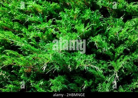 Der Wacholderbusch aus nächster Nähe. Hintergrund mit Wacholderzweigen, die im Park wachsen. Immergrüne Nadelpflanze. Stockfoto