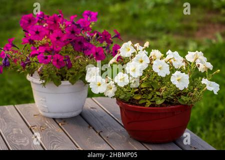 Zwei Blumentöpfe mit rosa und weißen Petunien auf einem Holztisch im Freien Stockfoto