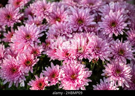 Natürlicher floraler Hintergrund. Schöne zarte rosa-lila Chrysanthemen Nahaufnahme. Herbstchronse blüht in Tautropfen Stockfoto