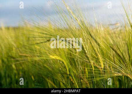 Nahaufnahme der Ohren von reifender Gerste an einem sonnigen Nachmittag Stockfoto