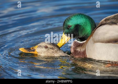 Zwei wilde Mallard Ducks, die sich im Wasser paaren, das Männchen greift mit dem Schnabel den Hals des Weibchens und zwingt den Kopf unter Wasser, Deutschland Stockfoto