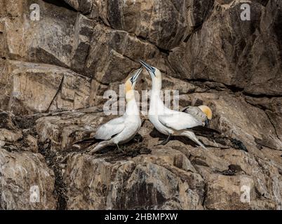 Paar Tölpel (Morus bassanus) auf felsigen Felsvorsprüngen während der Brutzeit, Bass Rock, Firth of Forth, Schottland, Großbritannien Stockfoto