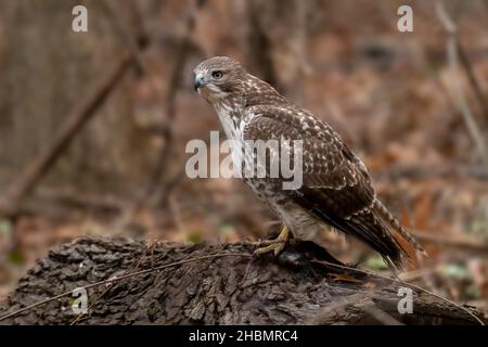 Ein Red-shouldered Hawk (Buteo lineatus), der auf einem heruntergefallenen Baum in einem Wald thront, der über seiner Beute steht, ein totes Eichhörnchen. Stockfoto