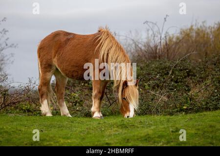 Ein wildes Pony, das am Ufer der Mündung des Conwy in Nordwales grast Stockfoto