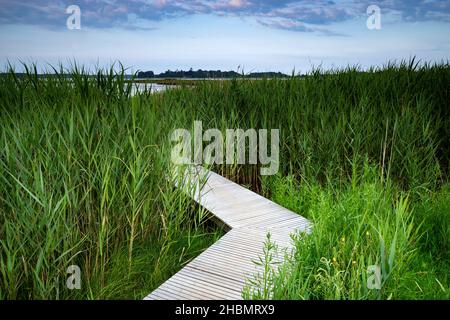 Erhöhte hölzerne breite Wanderung Iken Suffolk England Stockfoto