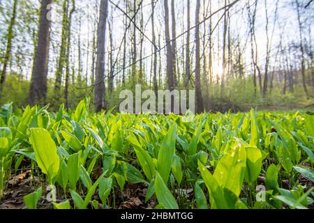 Rodung im Wald, wo Bärlauch, der als Bärlauch oder Allium ursinum bekannt ist, wächst, medizinische Kräuter, die der Nahrung als Gewürz hinzugefügt werden. Stockfoto