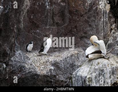 Guillemot-Seevögelchen und Küken (Uria aalge) auf Felsvorsprüngen, Bass Rock, Schottland, Großbritannien Stockfoto