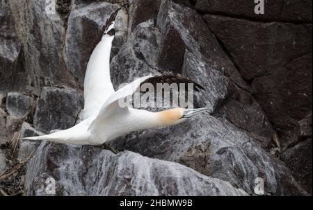 Nahaufnahme von Gannet (Morus bassanus) mit ausgestreckten Flügeln an den Klippen, die abheben, Bass Rock, Schottland, Großbritannien Stockfoto