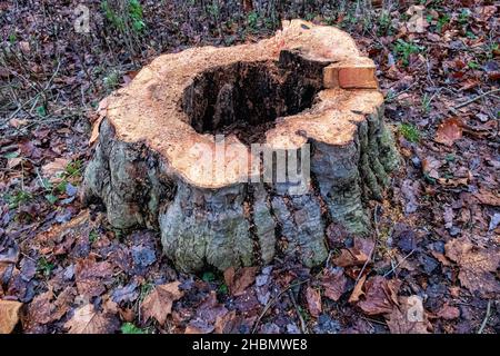 Gefällter Baum im Park des Gutspark Neukladow.Kladow, Spandau, Berlin Stockfoto
