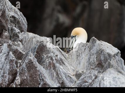 Nördliche Gannette (Morus bassanus) mit Nistmaterial im Schnabel auf einem Felsvorsprung, Bass Rock, Schottland, Großbritannien Stockfoto